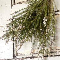 Naturally Dried / Preserved Tea Tree | Titree - natural green