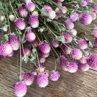 Naturally Dried  Strawberry Fields / Gomphrena Globasa