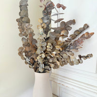 Preserved Eucalyptus / Gum