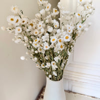 天然干燥的 Rhodanthe 永生雏菊花束