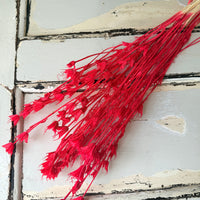 Naturally Dried / Coloured Nigella Flower