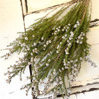 Naturally Dried / Preserved Tea Tree | Titree - natural green