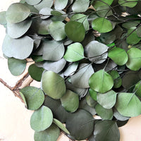 保存的桉树/树胶