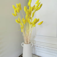 Dried Phalaris