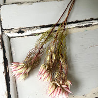 Naturally Dried Blushing Bride - natural pink