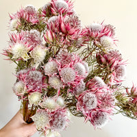 Naturally Dried Blushing Bride - natural pink