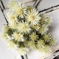 天然干燥的菲莉卡花 - 天然绿米色
