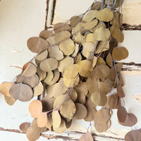 Preserved Eucalyptus / Gum