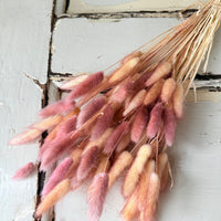 干兔尾/兔尾草