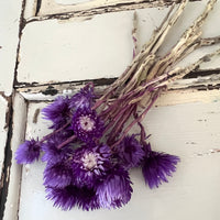 Preserved Heath Aster | Rock Flower