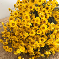 Naturally Dried Mini Paper Daisy / Sticky Everlasting Mini Daisy /Xerochrysum Viscosum- Yellow