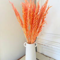 Naturally Dried / Coloured Oat / Avena