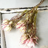 Naturally Dried Blushing Bride - natural pink