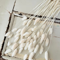 Dried Phalaris