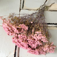 Naturally Dried Brownii / Verticordia