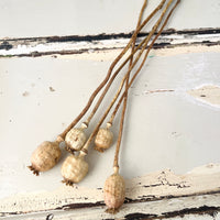 Naturally Dried Poppy Pods / Papaver - natural brown