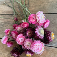Naturally Dried Strawflower Daisy flower bunch - Helichrysum / Everlasting / Paper Daisy - stems / heads