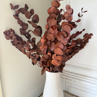 Preserved Eucalyptus / Gum