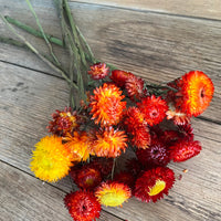 Naturally Dried Strawflower Daisy flower bunch - Helichrysum / Everlasting / Paper Daisy - stems / heads