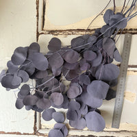 Preserved Eucalyptus / Gum