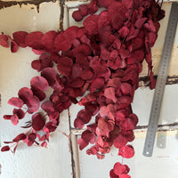 Preserved Eucalyptus / Gum
