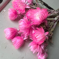 Preserved Heath Aster | Rock Flower