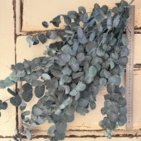 Preserved Eucalyptus / Gum