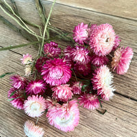 Naturally Dried Strawflower Daisy flower bunch - Helichrysum / Everlasting / Paper Daisy - stems / heads