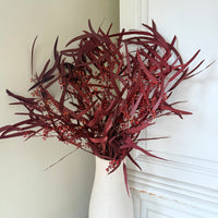 Preserved Eucalyptus / Gum