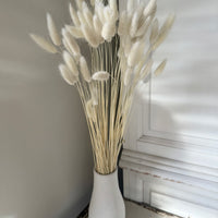 Dried Bunny Tail / Lagurus Ovatus