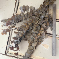 Preserved Eucalyptus / Gum