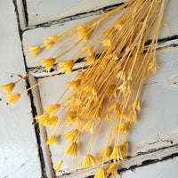 Naturally Dried / Coloured Nigella Flower