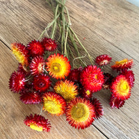 Naturally Dried Strawflower Daisy flower bunch - Helichrysum / Everlasting / Paper Daisy - stems / heads