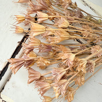 Naturally Dried / Coloured Nigella Flower