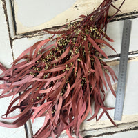 Preserved Eucalyptus / Gum