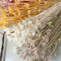 Naturally Dried / Coloured Nigella Flower