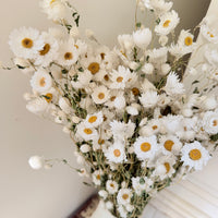 天然干燥的 Rhodanthe 永生雏菊花束