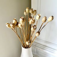 Naturally Dried Poppy Pods / Papaver - natural brown