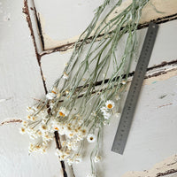 Naturally Dried Mini Everlasting Paper Daisy / Ammobium Daisy / Winged Everlasting - White