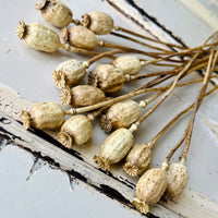 Naturally Dried Poppy Pods / Papaver - natural brown