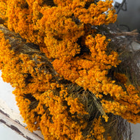 自然干燥的 Verticordia Nitens/圣诞莫里森/桃金娘 - 天然橙子