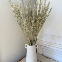 Naturally Dried / Coloured Oat / Avena