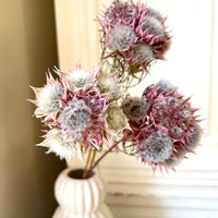 Naturally Dried Blushing Bride - natural pink
