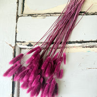 Dried Bunny Tail / Lagurus Ovatus