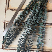 Preserved Eucalyptus / Gum
