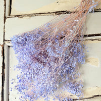 Preserved Broom Bloom / Genista