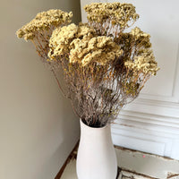 Naturally Dried Brownii / Verticordia