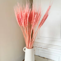 Dried Wheat