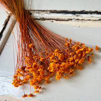 Dried Little Star / Baby Blue / Stardust / Baby Daisy / Star Daisy / Glixia