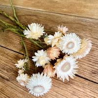 Naturally Dried Strawflower Daisy flower bunch - Helichrysum / Everlasting / Paper Daisy - stems / heads